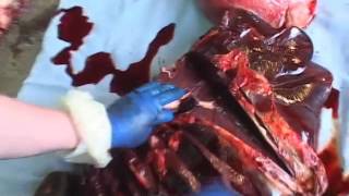 Bovine Necropsy Examination Chapter 10: Examining the Liver and Spleen
