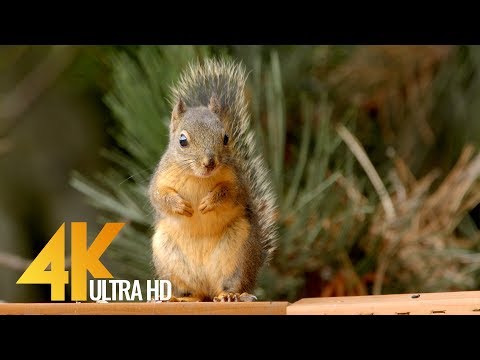 4K Backyard Animals - 10-Bit Color Short Preview Video