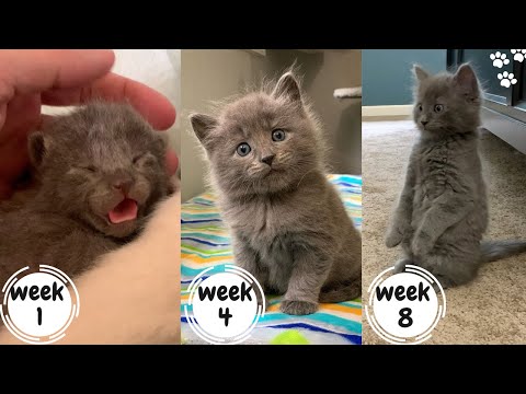 Baby Kitten Growing up : Watch Kittens grow up ! Kitten to Cat Timelapse
