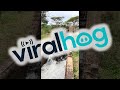Cattle Get A Bath To Control Parasites || ViralHog