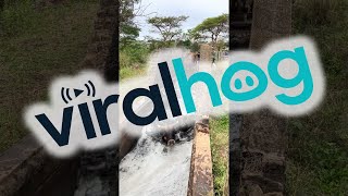 Download lagu Cattle Get A Bath To Control Parasites || ViralHog mp3