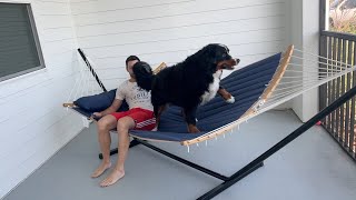 Bernese mountain dog gets in hammock