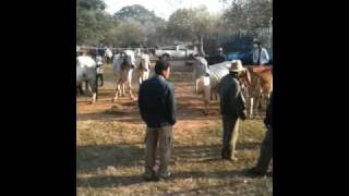 preview picture of video 'Thai cattle sale'