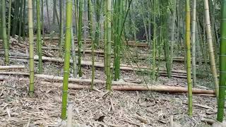 How to Use a Unique Method for Controlling Erosion