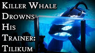Tilikum: The Killer Whale Who Drowned Her Trainer | Fascinating Horror