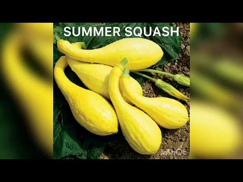 POINT MUTATION BY PHANINDRA GUPTHA