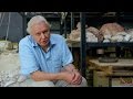The largest thighbone ever found - Attenborough and the Giant Dinosaur: Preview - BBC One