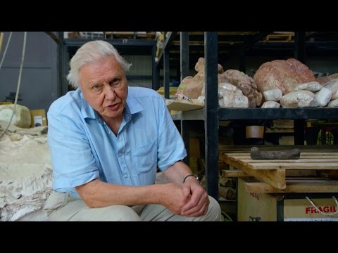 The largest thighbone ever found - Attenborough and the Giant Dinosaur: Preview - BBC One