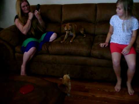 Chihuahuas Shasta and Bella meet