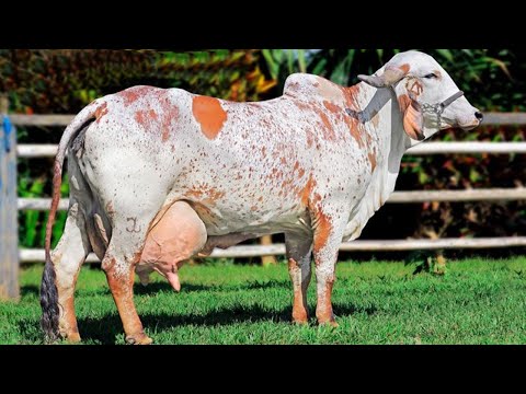 , title : '🔴 VACAS LECHERAS  ✅ Cuanta LECHE PRODUCE UNA VACA Por Dia / Crea Tu NEGOCIO Ganadero'