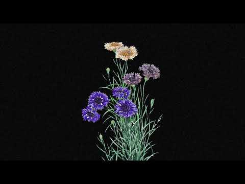 TYFAZ - PO ŽIEDAIS RUGIAGĖLIŲ