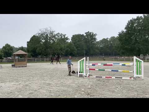 8yo diamant de semilly