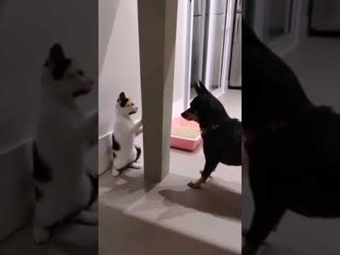 Cat Vs Dog Playing