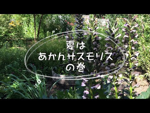 アカンサスの家族