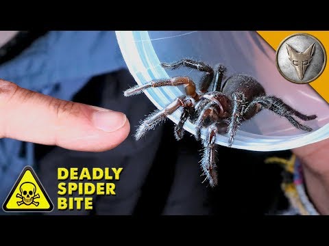 DEADLIEST SPIDER BITE!