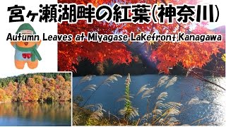 preview picture of video '宮ヶ瀬湖畔の紅葉(神奈川) 2014/12/29　Autumn Leaves at Miyagase Lakefront,Kanagawa'