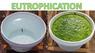 Eutrophication (Algal Blooming)