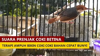 Download lagu SUARA PRENJAK COKI BETINA GACOR PIKAT Cara TERAPI ... mp3