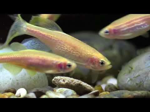 Zebra danio feeding time