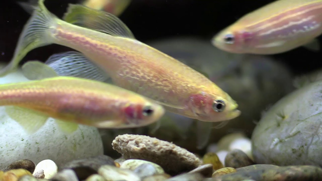 Zebra Danio • Care Guide (Tank Setup, Mates & Diet)