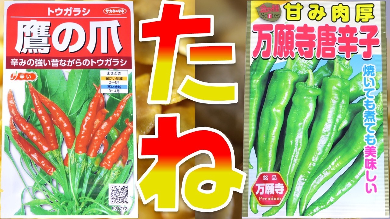 【種】初めて種を購入してみた！甘いvs辛いなので隣同士には植えない事。サカタのタネ 鷹の爪/アタリヤ農園、金の種 万願寺唐辛子【ふぶきテトラ】