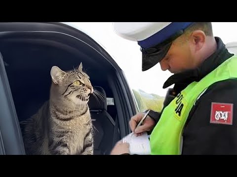 When you live with a CAT has 200 IQ🐱 Cat Videos 2025