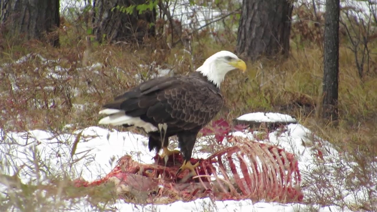 AN AMERICAN BALD EAGLE EATING A DEER | Jason Asselin