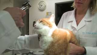 preview picture of video 'Welcome to Glastonbury Animal Hospital'