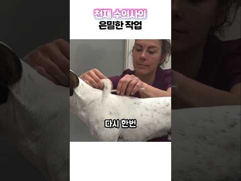 주사 맞은 줄도 모르고 신난 강아지 ㅋㅋㅋ