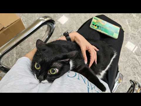 When Cats Are Basically Tiny Humans 😹 Funniest Cats 2026