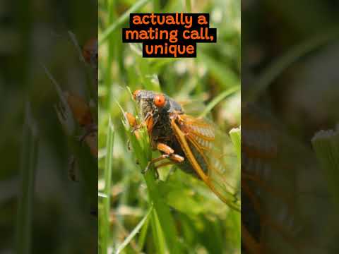 The Intriguing Lifecycle of The Cicada | The Wild Animal Facts