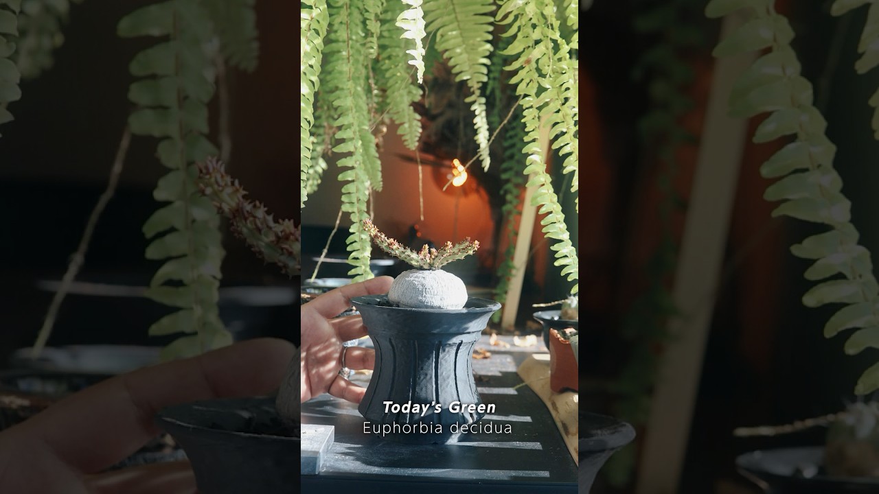 丸い塊根に細枝が立ち上がる姿は、まるで小さな島影。ユーフォルビア・デシドゥア｜今日の一鉢#shorts