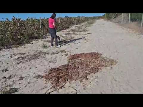 Vídeo de FLOR