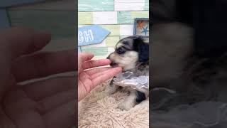 ハーフ犬の動画01