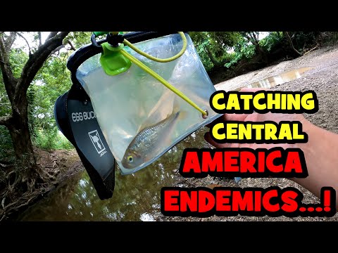 Catching ENDEMIC FISH From the RIVERS of NICARAGUA...!!! ft. Eurotackle Ben [LIFELISTING — NIC EP4]