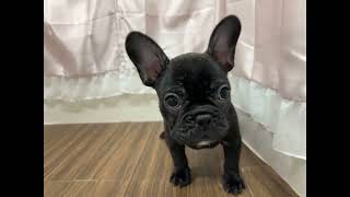 フレンチブルドッグの動画01