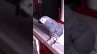Genius African Grey Barks Like The Dog In A Picture| PARROT VIDEO OF THE DAY