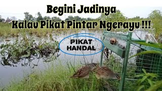 Download lagu Mikat Tikusan Alis Putih !!! Burung Pikat Handal Memang Beda mp3