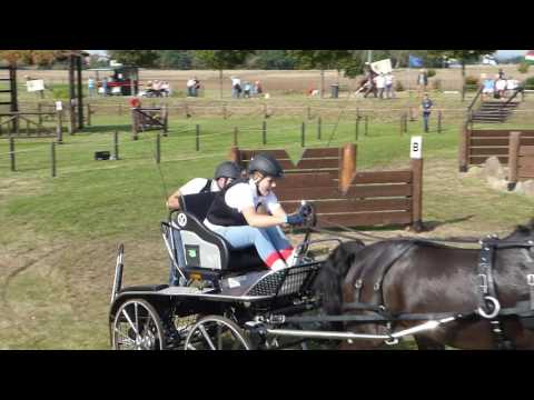 Szaller, Zsofia, HUN, EU CH For Young Drivers 2016 Schildau GER, Single Ponies, Junior, Marathon Ob6
