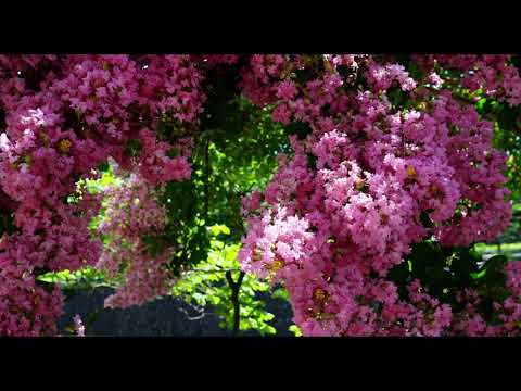 Philip Glass - Tirol Concerto - Movement II