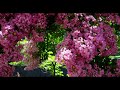 Philip Glass - Tirol Concerto - Movement II