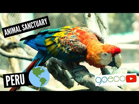 Peru - Peruvian Endangered Animals Sanctuary