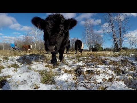 A cold morning on the farm: 11-21-16.