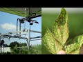 Detecting Plant Diseases Earlier Using Hyperspectral Imaging