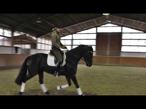 Fürstenball Wallach