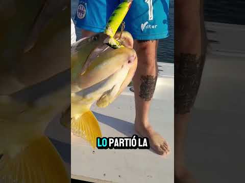 Itati, Corrientes! #pescador #pesca #dorados #viral