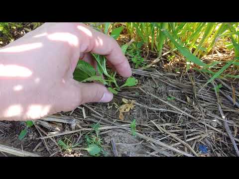 Weekly Weed Watch: Giant Ragweed