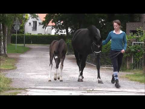 PAV GRAFITTI v. PHW's Grandios - Strahlemann