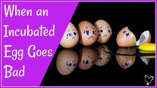 How to Spot a Bad Egg in the Incubator