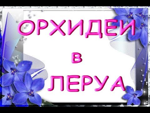 ЛЕРУА:"свежий завоз" ОРХИДЕЙ;приветы Елене,Егорушке,Ирине и Галине!